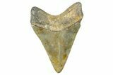 Fossil Megalodon Tooth - North Carolina #371659-2